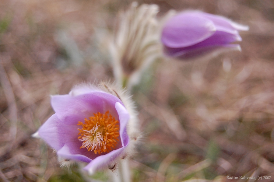 Koniklec velkokvětý, Pulsatilla grandis