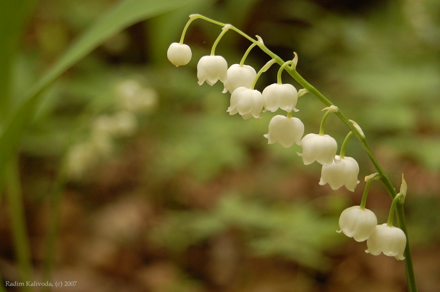 Konvalinka vonná, Convallaria majalis